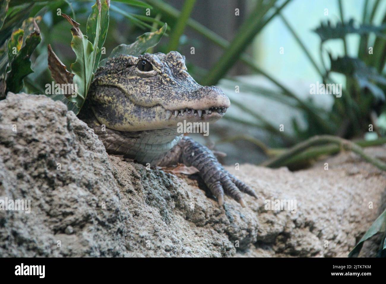 chinese alligator in a zoo in osaka (japan) Stock Photo