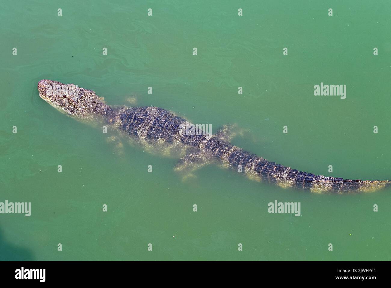 XUANCHENG, CHINA - AUGUST 26, 2022 - Artificially bred Chinese alligators live in a simulated natural environment at the Chinese Alligator Breeding an Stock Photo