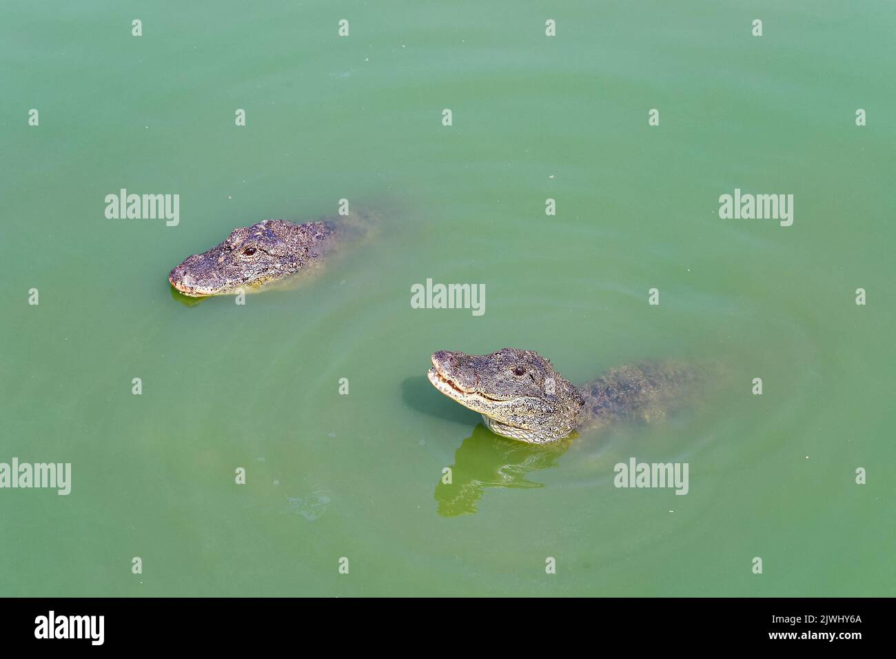 XUANCHENG, CHINA - AUGUST 26, 2022 - Artificially bred Chinese alligators live in a simulated natural environment at the Chinese Alligator Breeding an Stock Photo