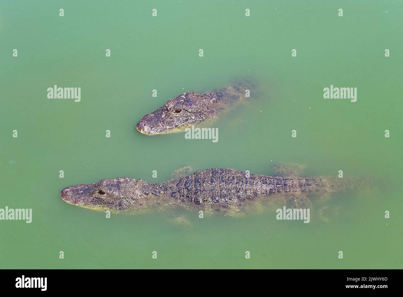 XUANCHENG, CHINA - AUGUST 26, 2022 - Artificially bred Chinese alligators live in a simulated natural environment at the Chinese Alligator Breeding an Stock Photo