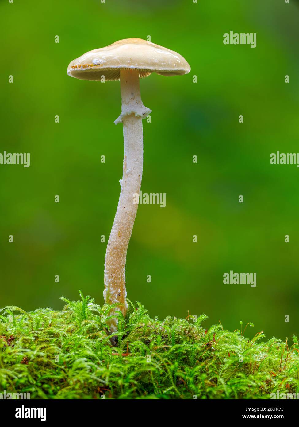 A tall mushroom growing from a bed of moss Stock Photo