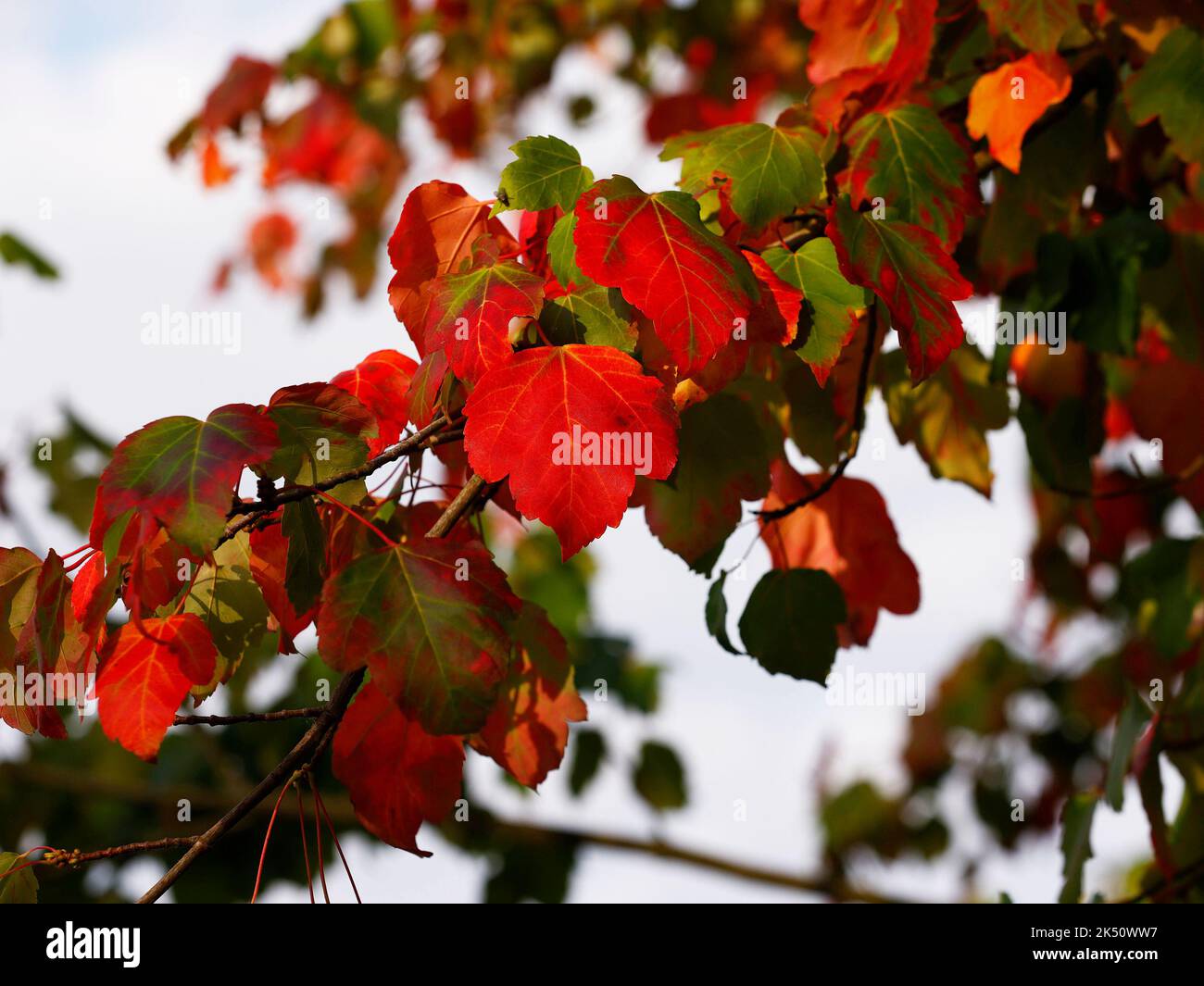 Close up of the brilliant red orange coloured autumn leaves of Acer rubrum or Red Maple seen in the garden in late summer and autumn. Stock Photo