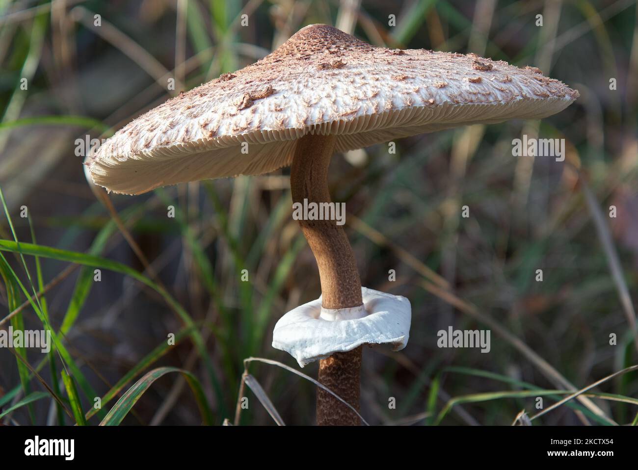 Parasol mushroom, Macrolepiota procera, sometimes also Lepiota procera, close-up of an adult example growing in tall grass, an edible basidiomycete fu Stock Photo