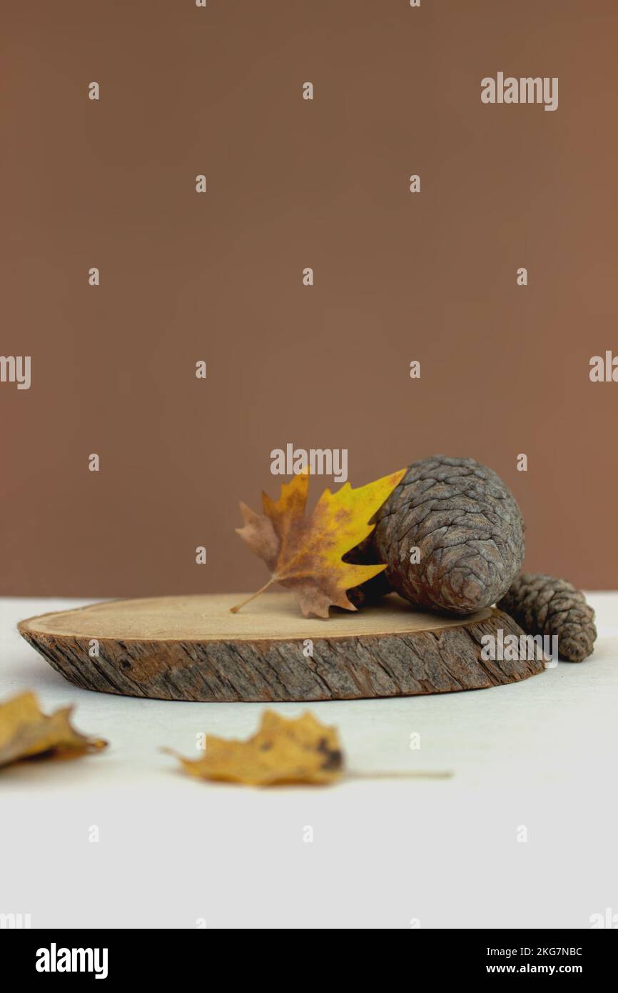 Wood podium saw cut tree on brown background with autumn pine cone. Autumn subject. Minimalism autumn composition Stock Photo