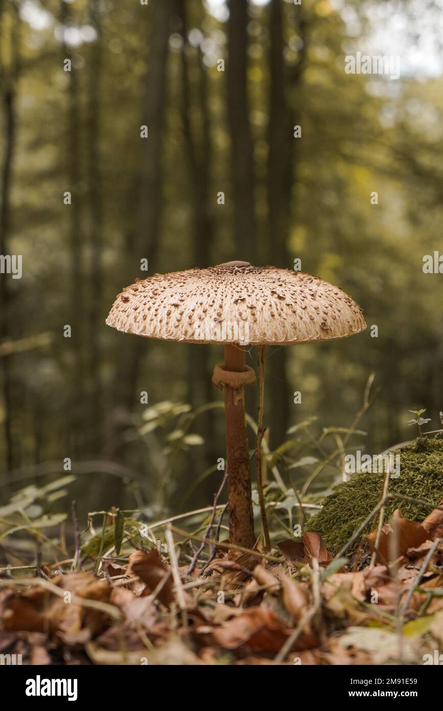 giant mushroom in forrest Stock Photo