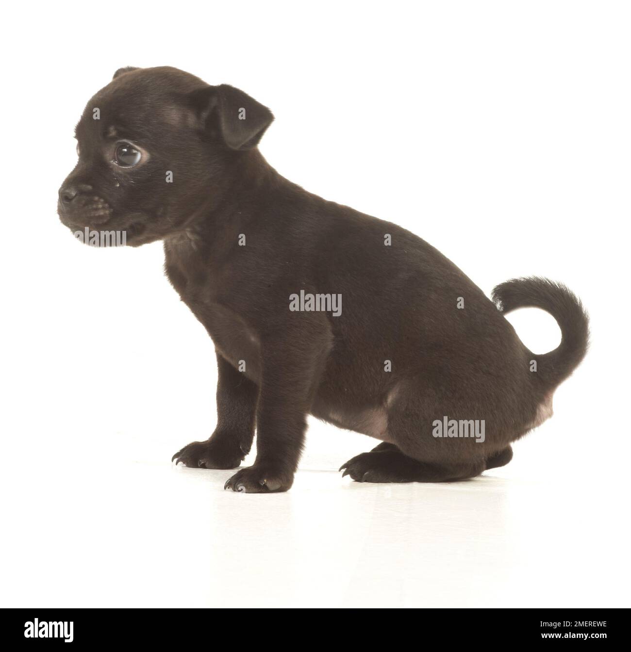 Staffordshire Bull Terrier puppy Stock Photo