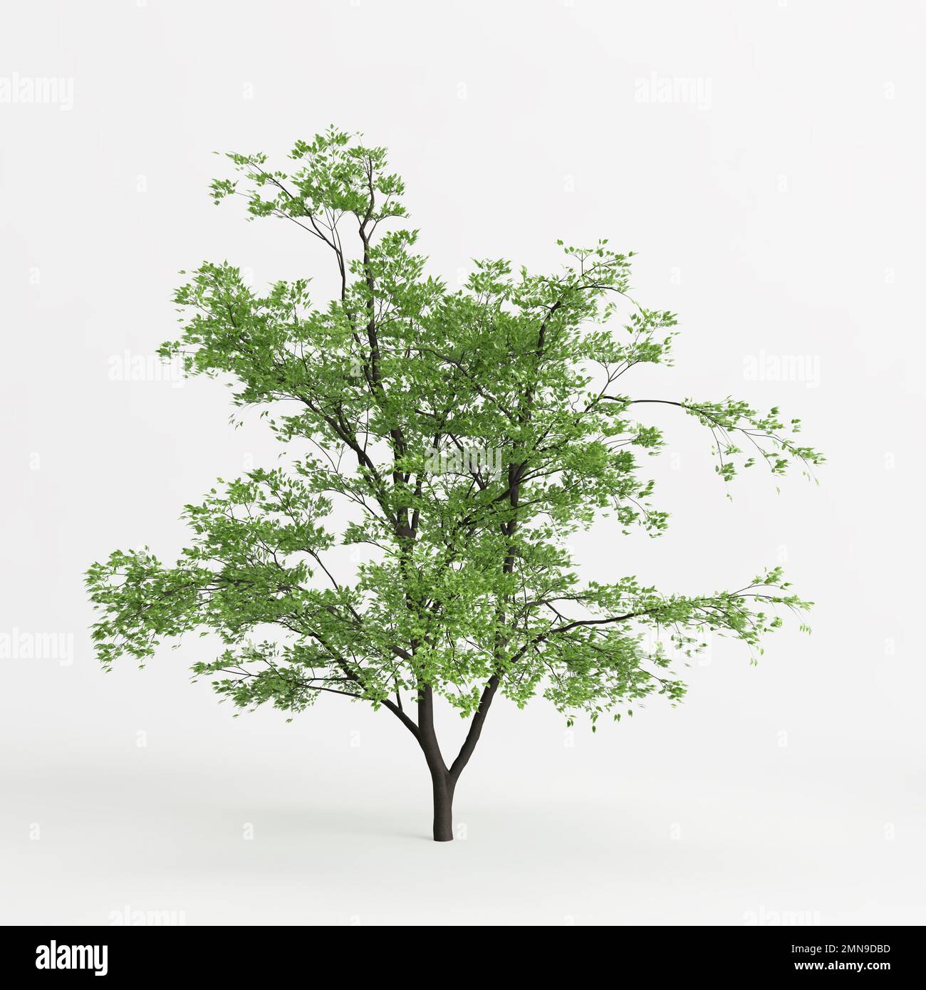 3d illustration of acer mandschuricum isolated on white background Stock Photo