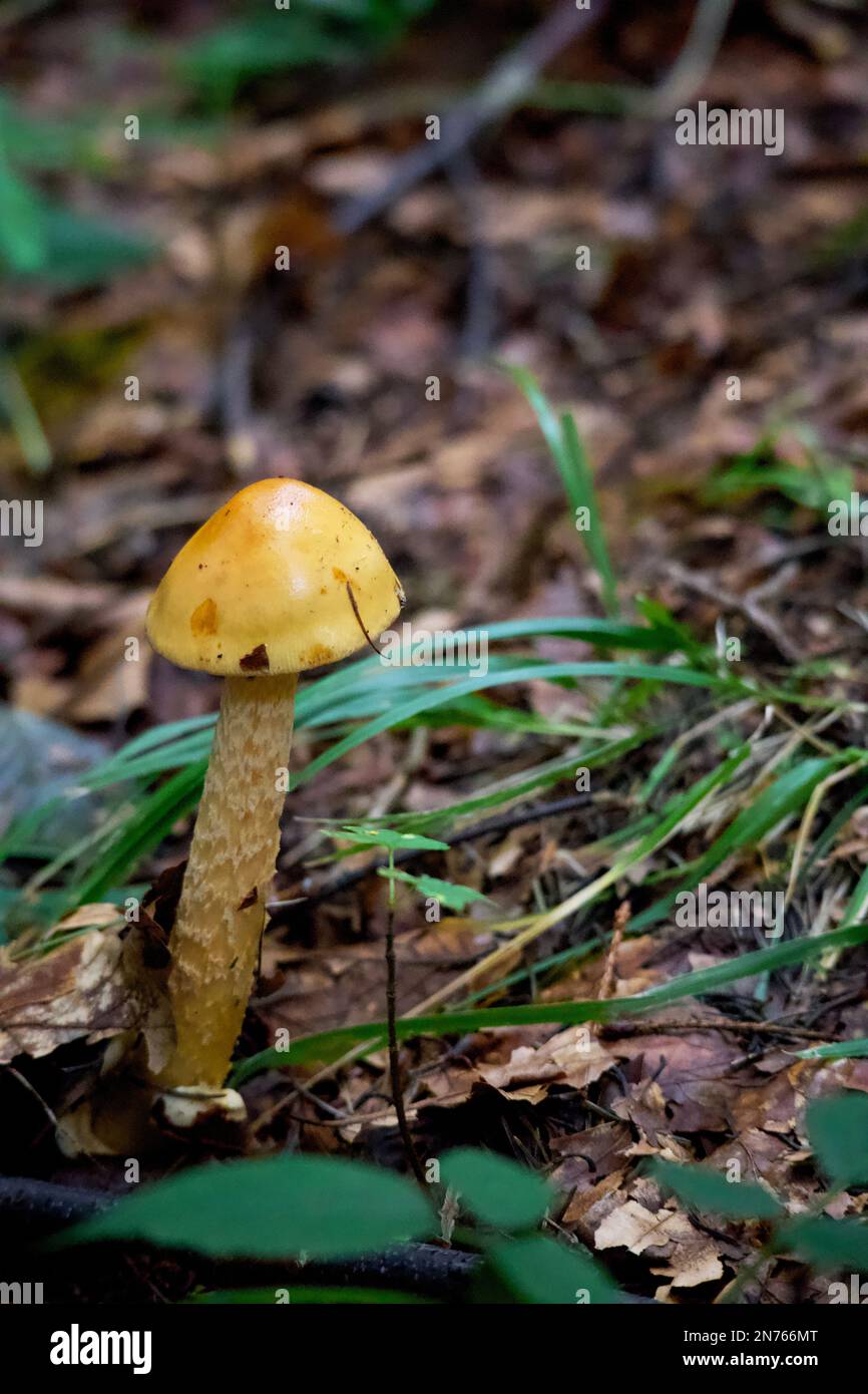 Wild forest mushroom. Stock Photo