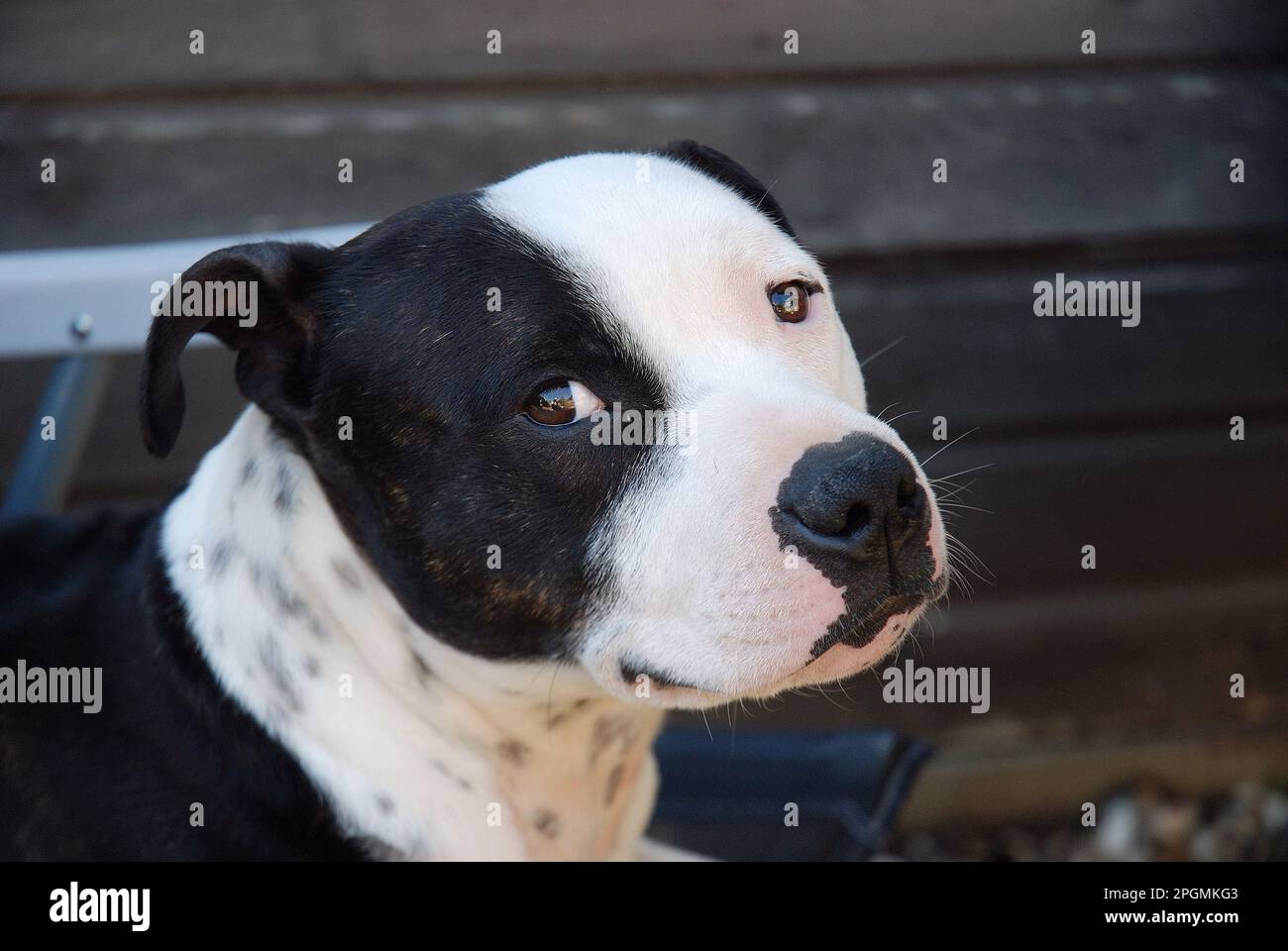 Staffordshire bull Terrier Stock Photo