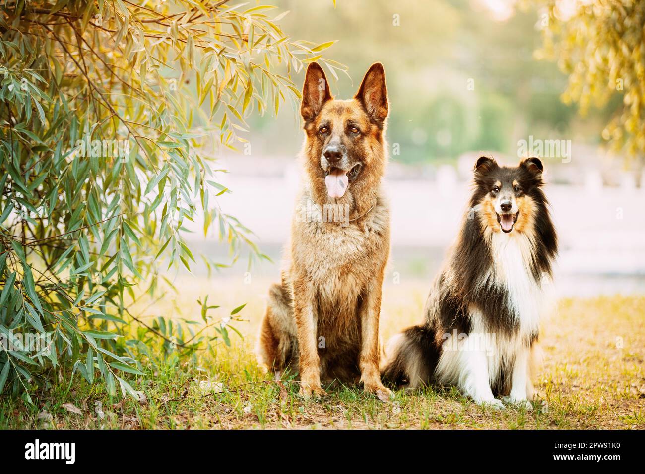 Alsatian Wolf Dog And Tricolor Rough Collie Sitiing Together In park. Funny Scottish Collie, Long-haired Collie, English Collie, Lassie Dog Stock Photo