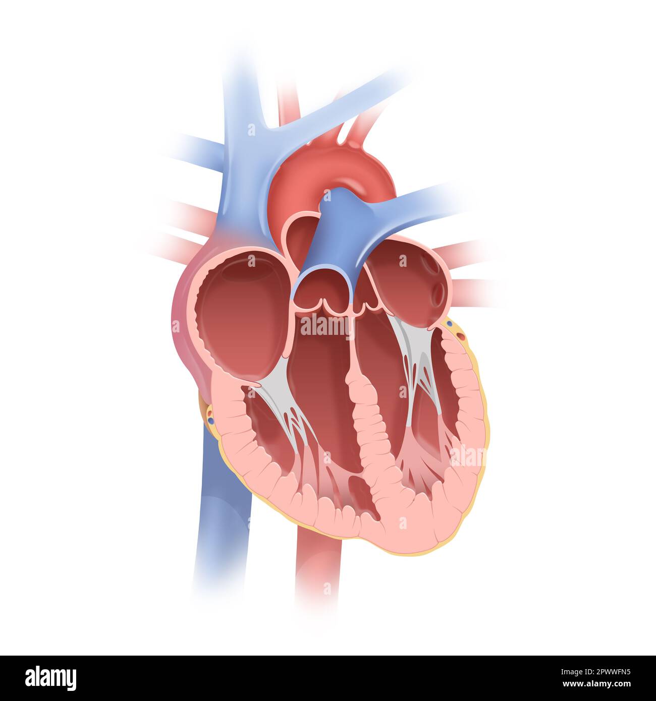 Anatomy of the Human Heart Stock Photo - Alamy