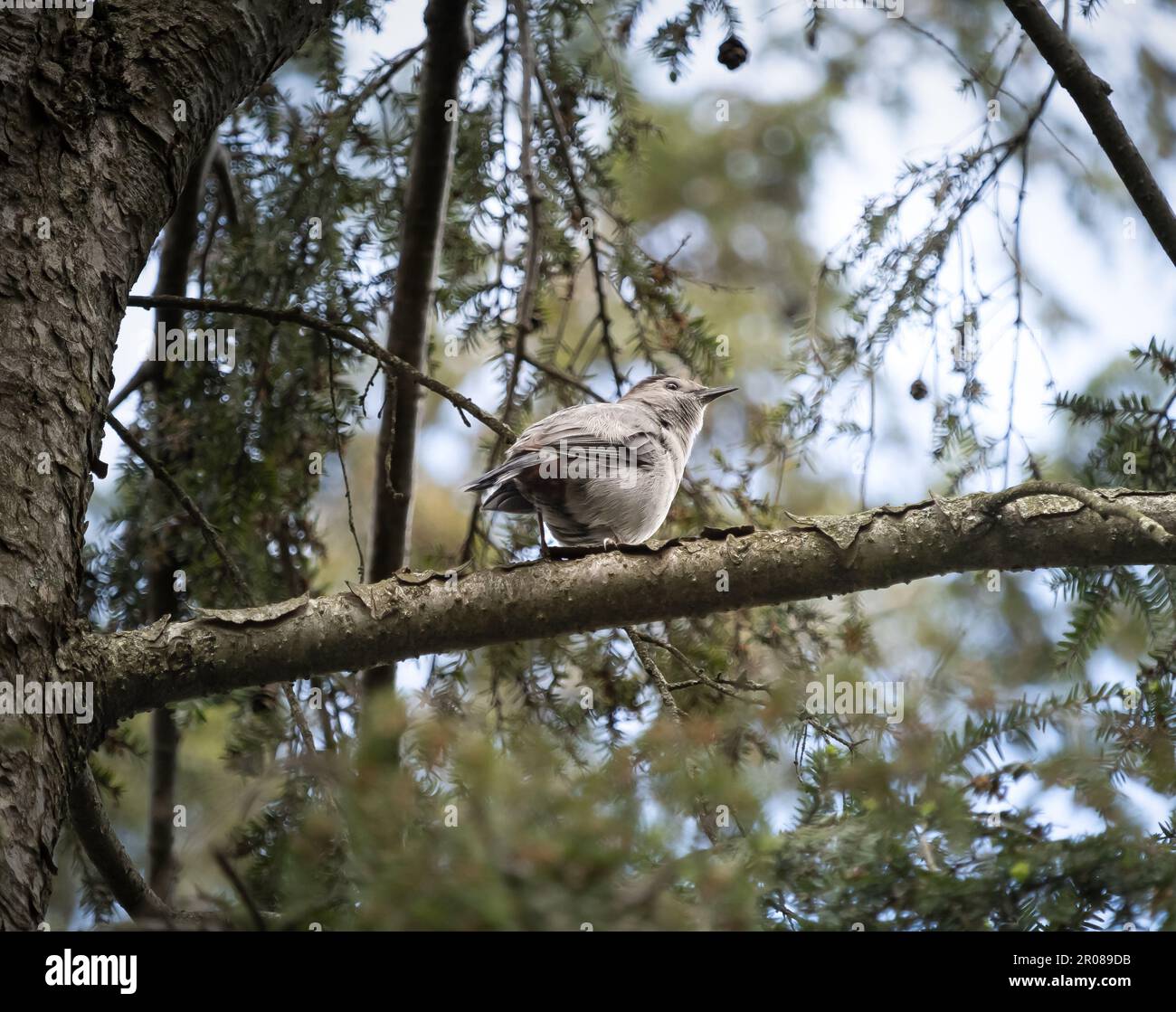 Baby catbird, Dumetella carolinensis, perching on the branch of an evergreen tree on an overcast day in spring, summer, Lancaster, Pennsylvania Stock Photo