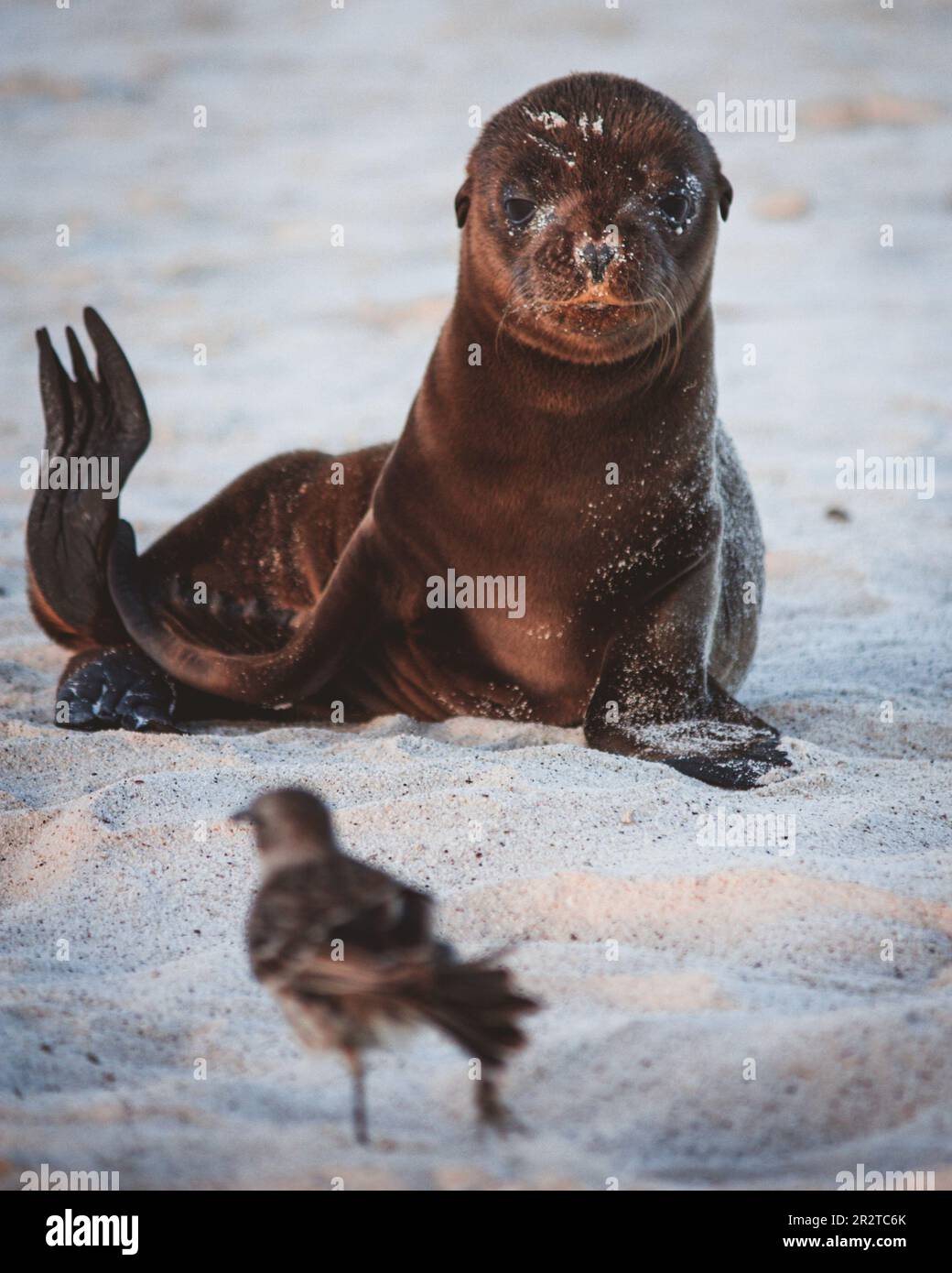 Baby galapagos sea lion (Zalophus wollebaeki) looking at a mocking bird on the beach, Espanola Island, Galapagos, Ecuador Stock Photo