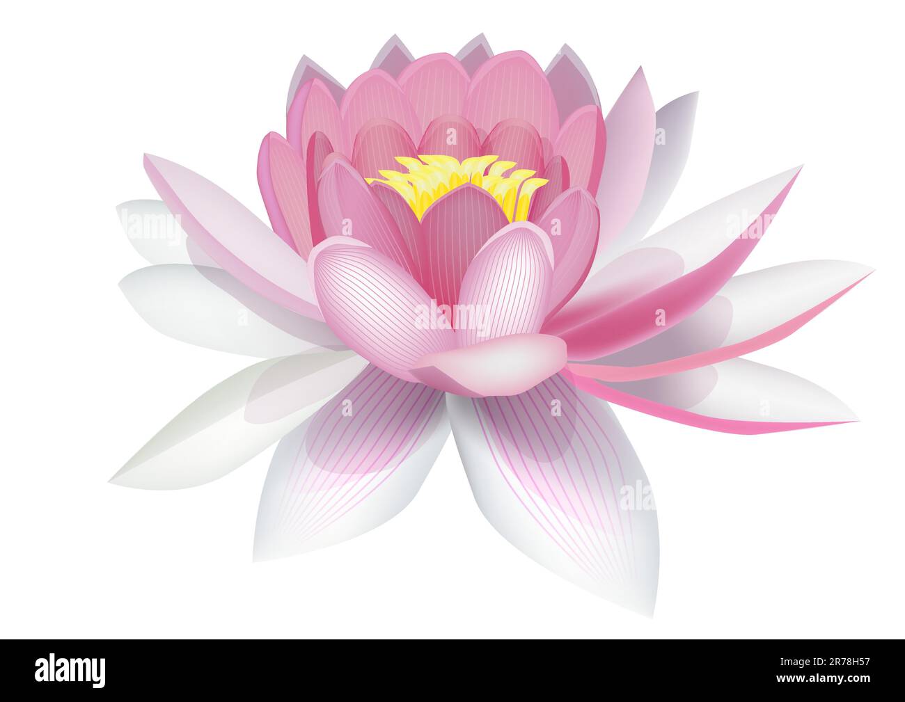 Water lily Stock Vector