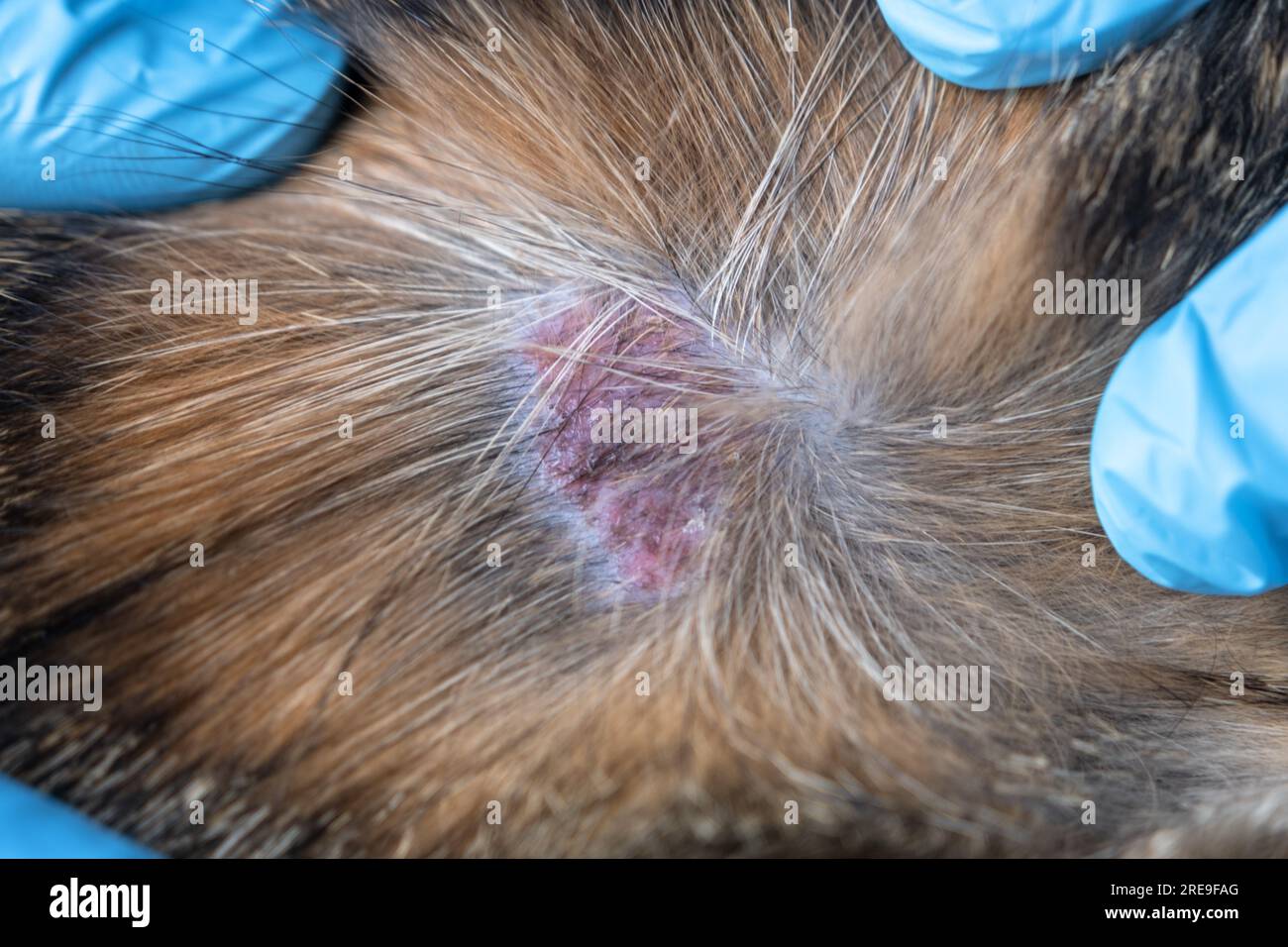 The fungal disease lichen in a cat under the coat is a dry crust of sores with hair loss. Veterinarian's hands in gloves, wound close-up Stock Photo