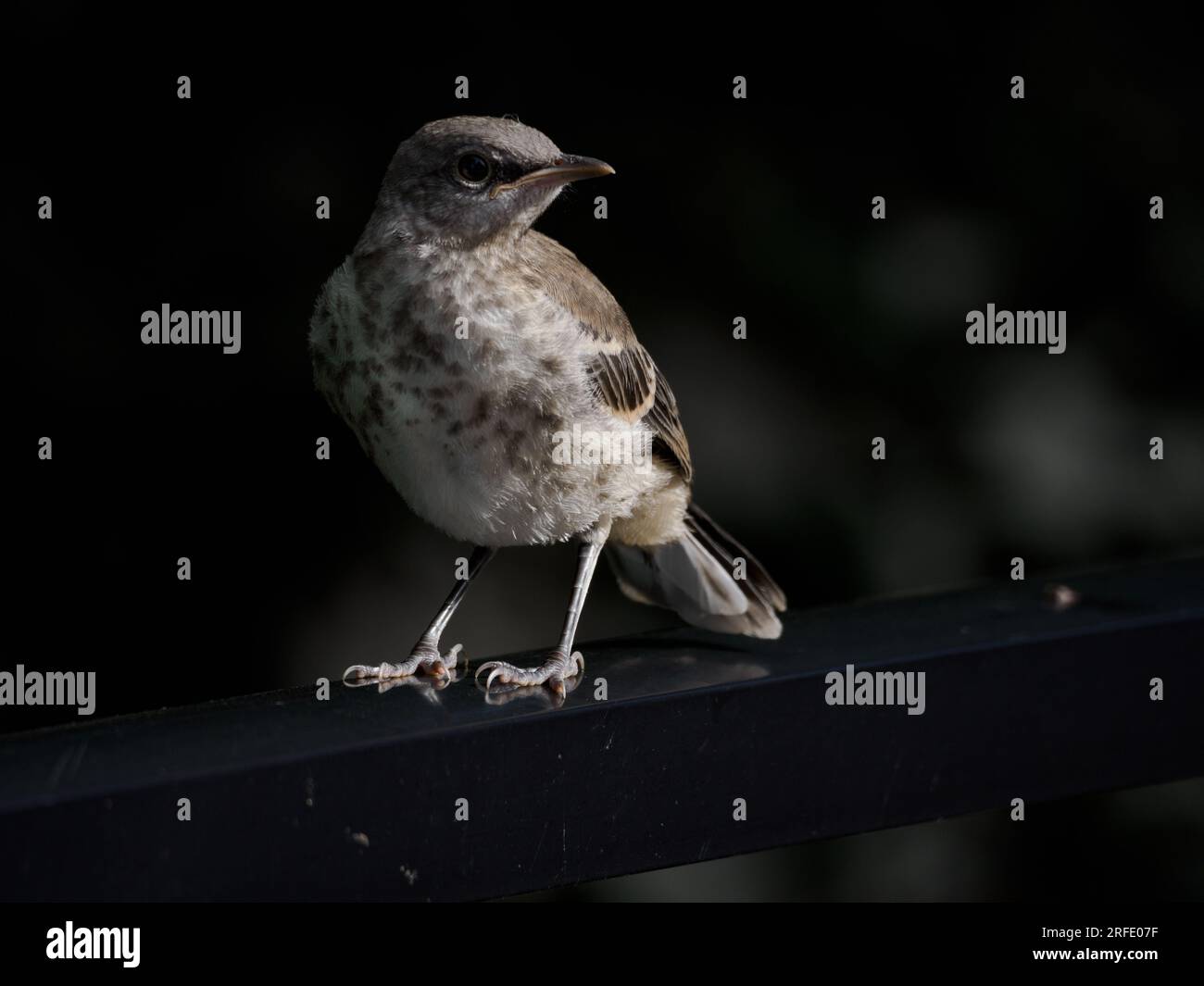 Juvenile Northern Mockingbird (Mimus polyglottos), Alexandria, VA, USA Stock Photo