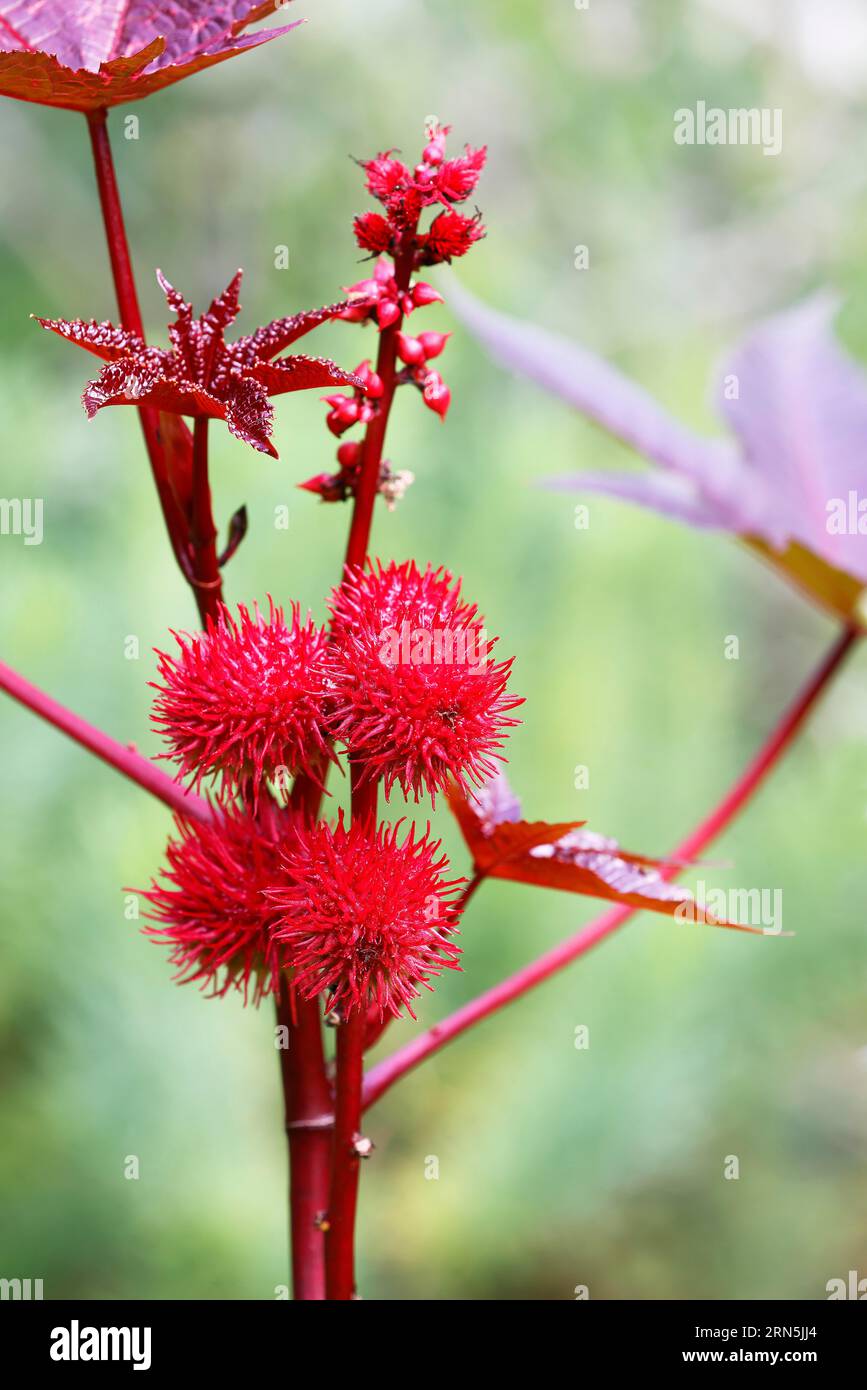 Castor oil plant (Ricinus communis), poisonous plant, Hamburg, Germany Stock Photo