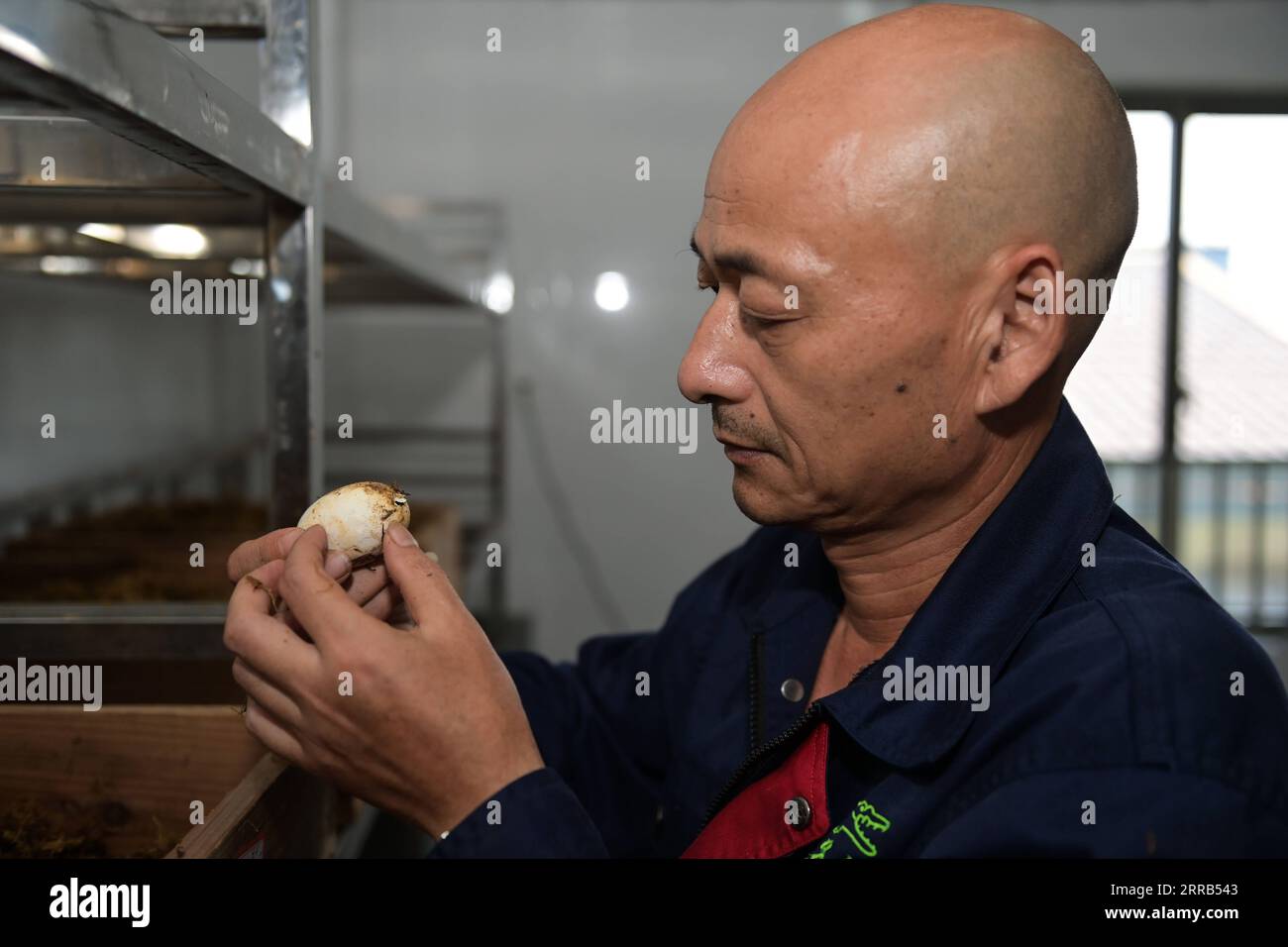 210901 -- XUANCHENG, Sept. 1, 2021 -- A staff member checks the condition of a Chinese alligator egg at the Anhui Chinese alligator national nature reserve in Xuancheng City, east China s Anhui Province, Aug. 31, 2021. More than 1,000 artificially-bred Chinese alligators at the Anhui Chinese alligator national nature reserve entered their hatching period in recent days.  CHINA-ANHUI-CHINESE ALLIGATOR-ARTIFICIAL BREEDING CN HanxXu PUBLICATIONxNOTxINxCHN Stock Photo