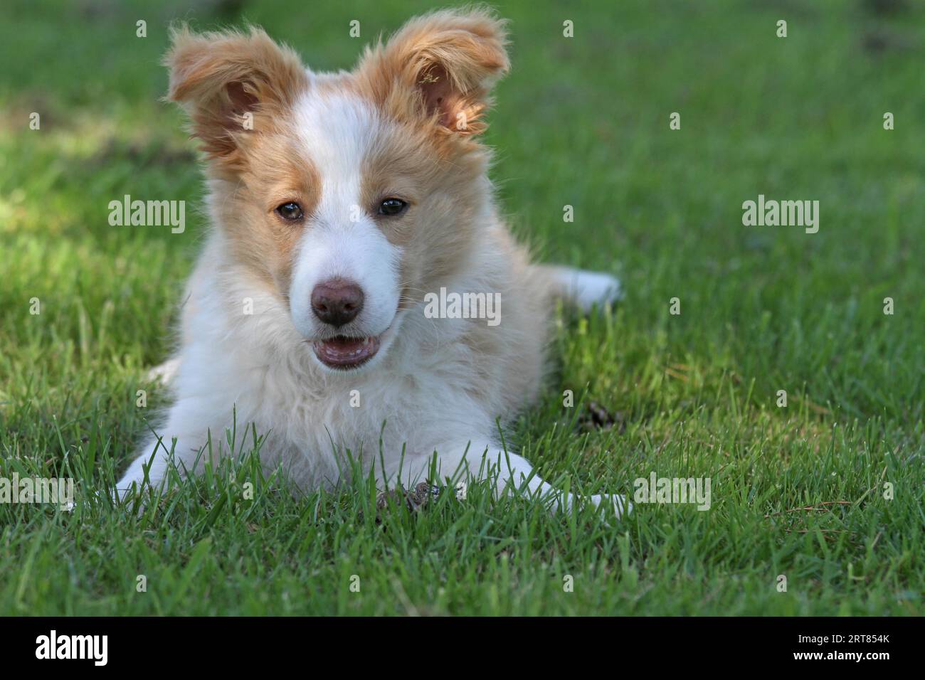 Border Collie-Welpe Stock Photo