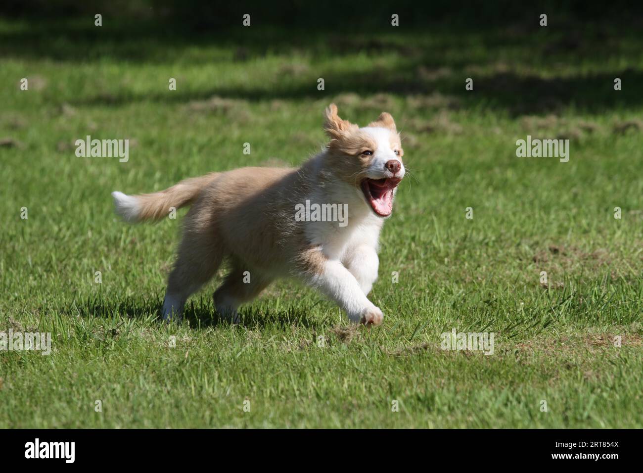 Border collie puppy runs Stock Photo