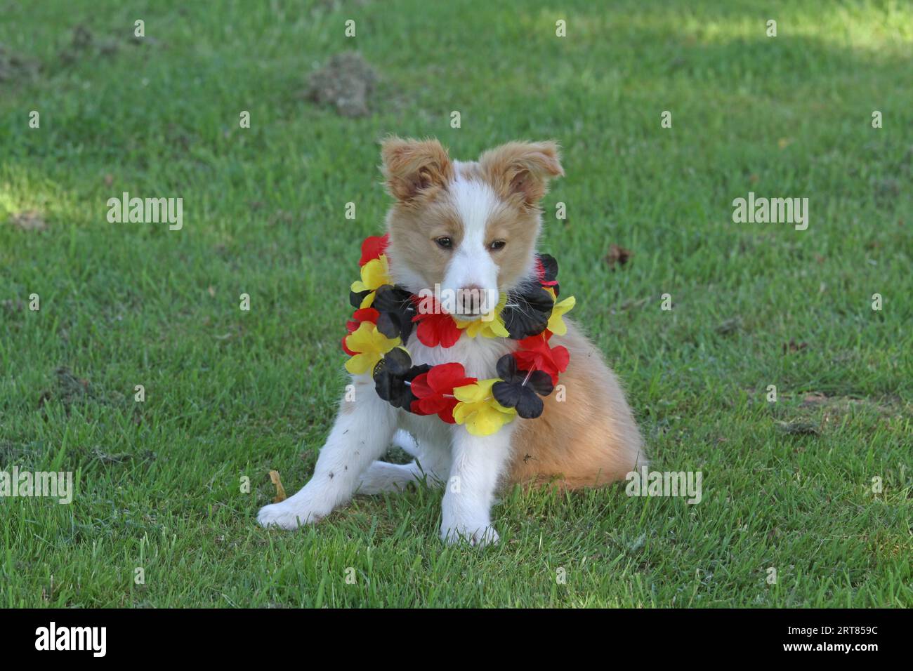 Border Collie-Welpe Stock Photo