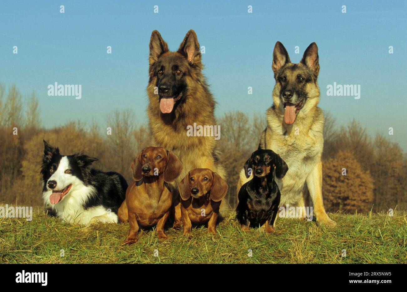 Border Collie FCI, Standard No. 297, Dachshund FCI, Standard No. 148, German Shepherd FCI, Standard No. 166, Group Photo Stock Photo