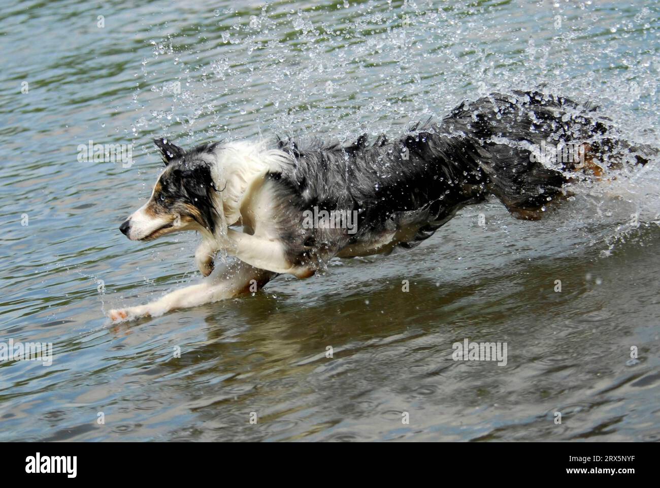 Border collie jumps into the water Stock Photo