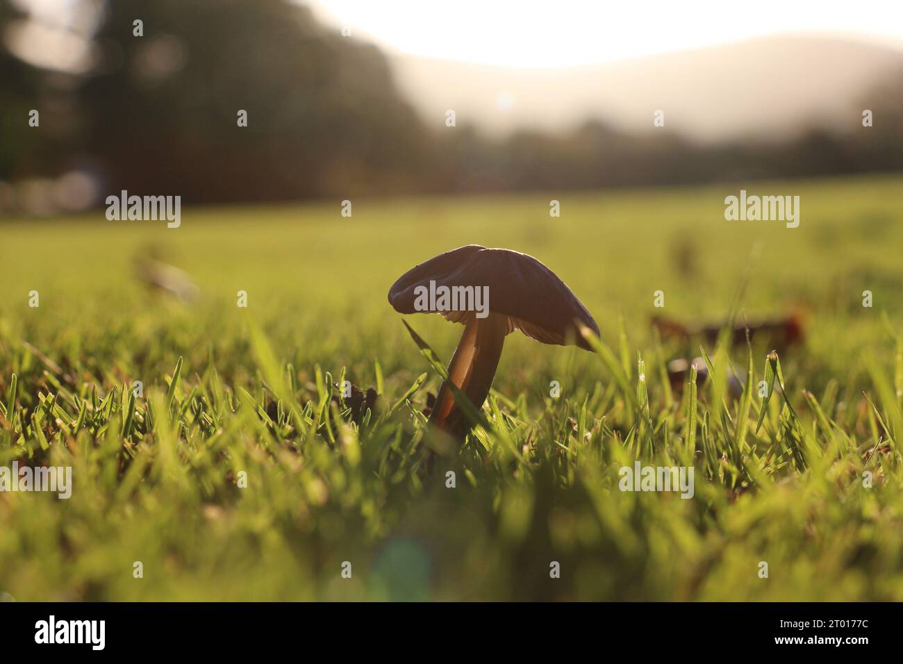 Unveiling the humble beauty of Autumn, a lone mushroom stands tall amidst the tranquil greenery of an Irish park Stock Photo