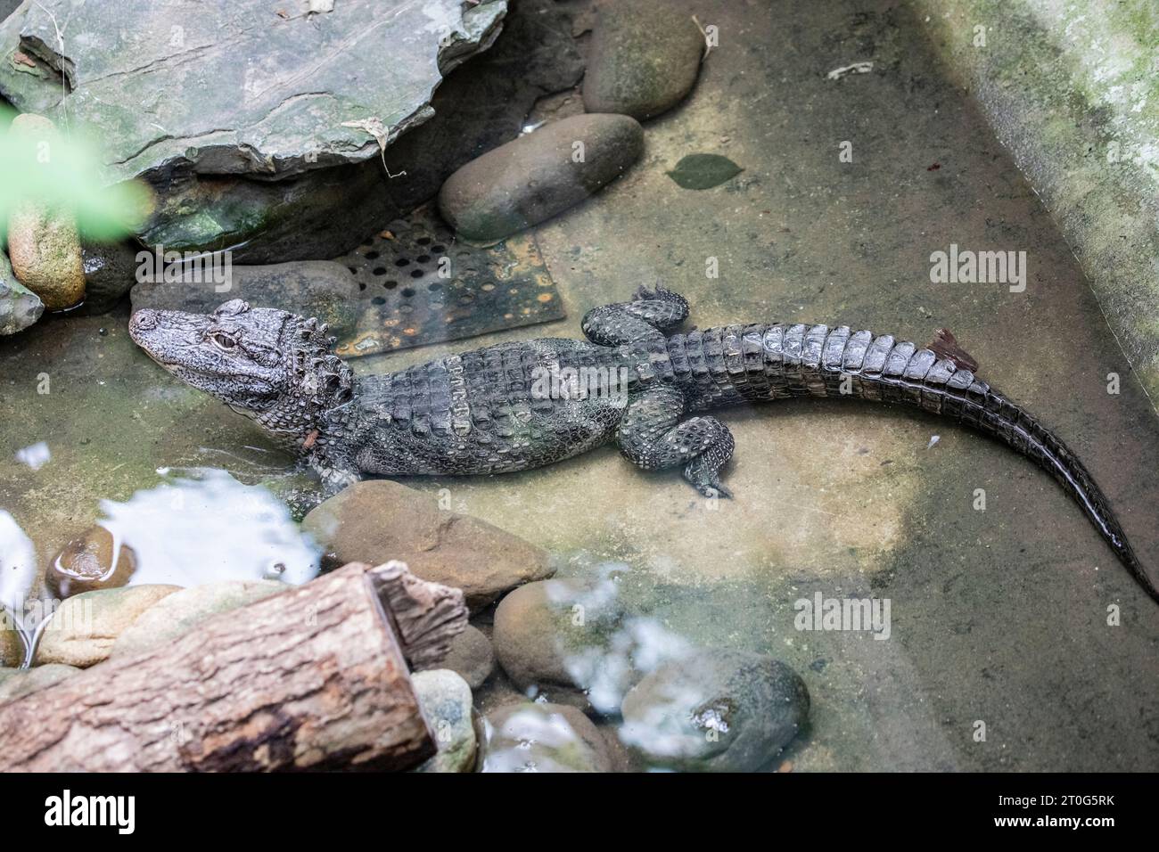 The closeup image of Chinese alligator (Alligator sinensis). A critically endangered crocodile endemic to China.  Dark gray or black in color Stock Photo