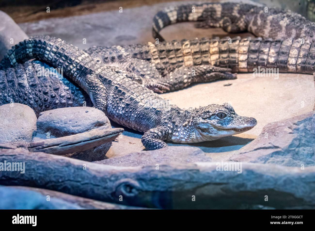 The closeup image of juvenile Chinese alligator (Alligator sinensis). A critically endangered crocodile endemic to China.  Dark gray or black in color Stock Photo