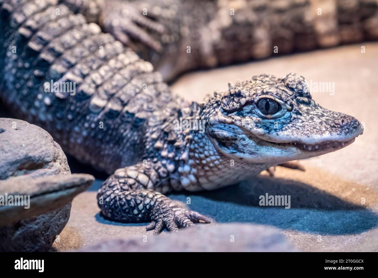 The closeup image of juvenile Chinese alligator (Alligator sinensis). A critically endangered crocodile endemic to China.  Dark gray or black in color Stock Photo