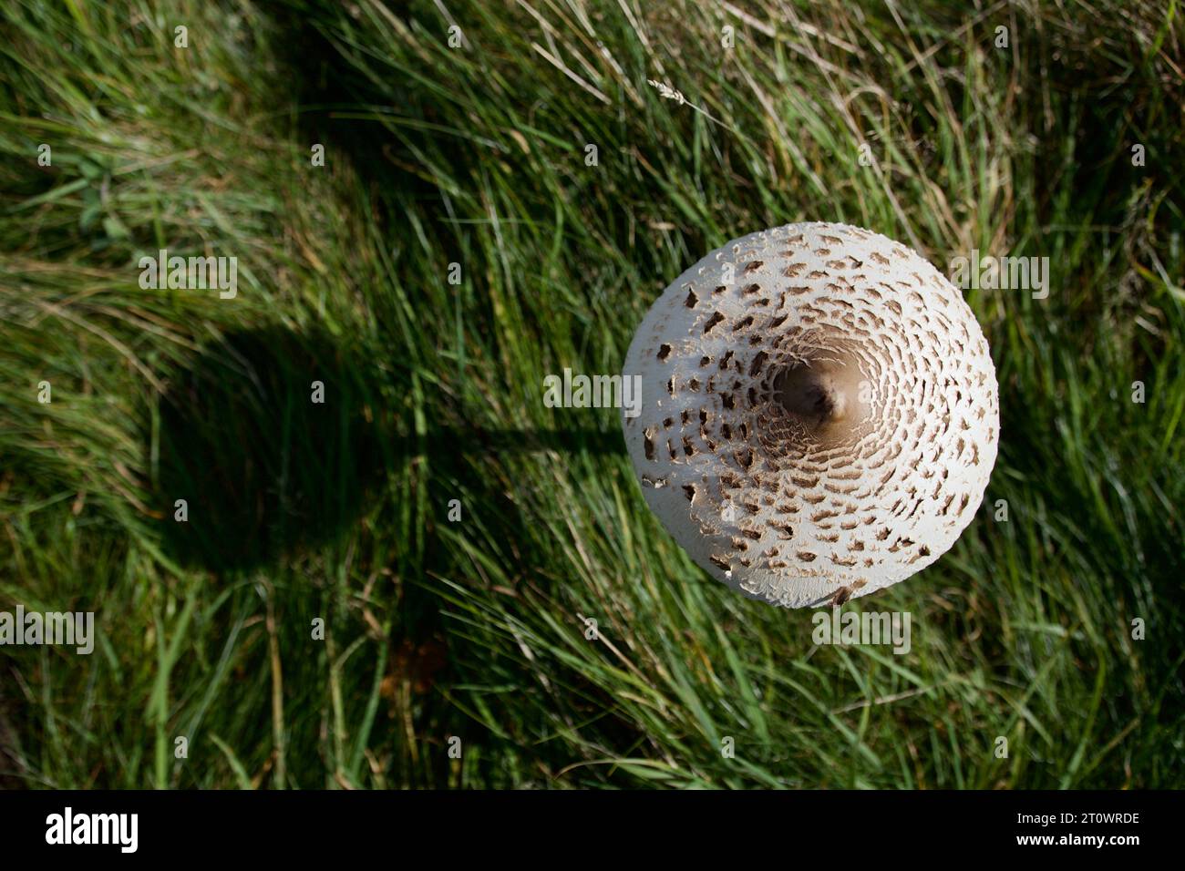 The Parasol Mushroom, Macrolepiota procera, casts a shadow on a sunny day. This tall mushroom is considered a good edible species Stock Photo