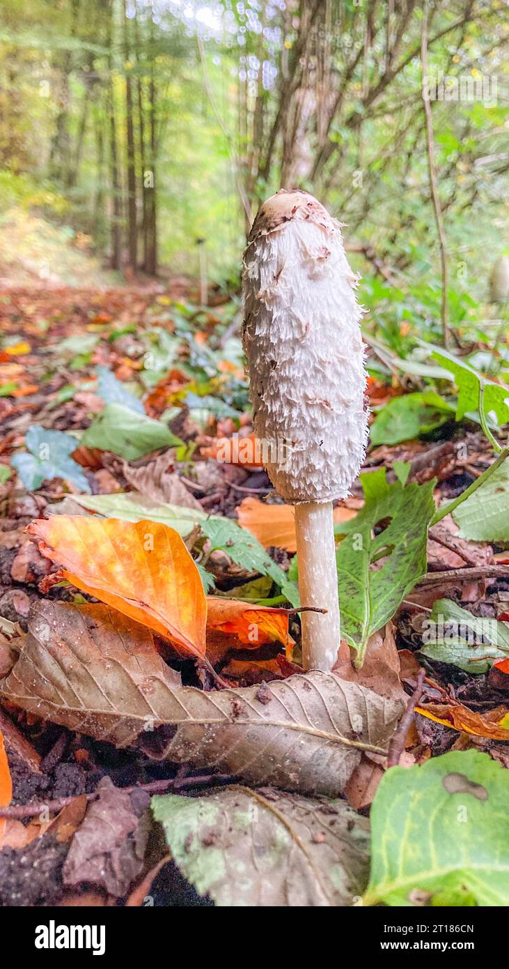 Large lawyers wig white mushroom growing between leafs in the forest. Coprinus comatus. Aargau, Switzerland Stock Photo