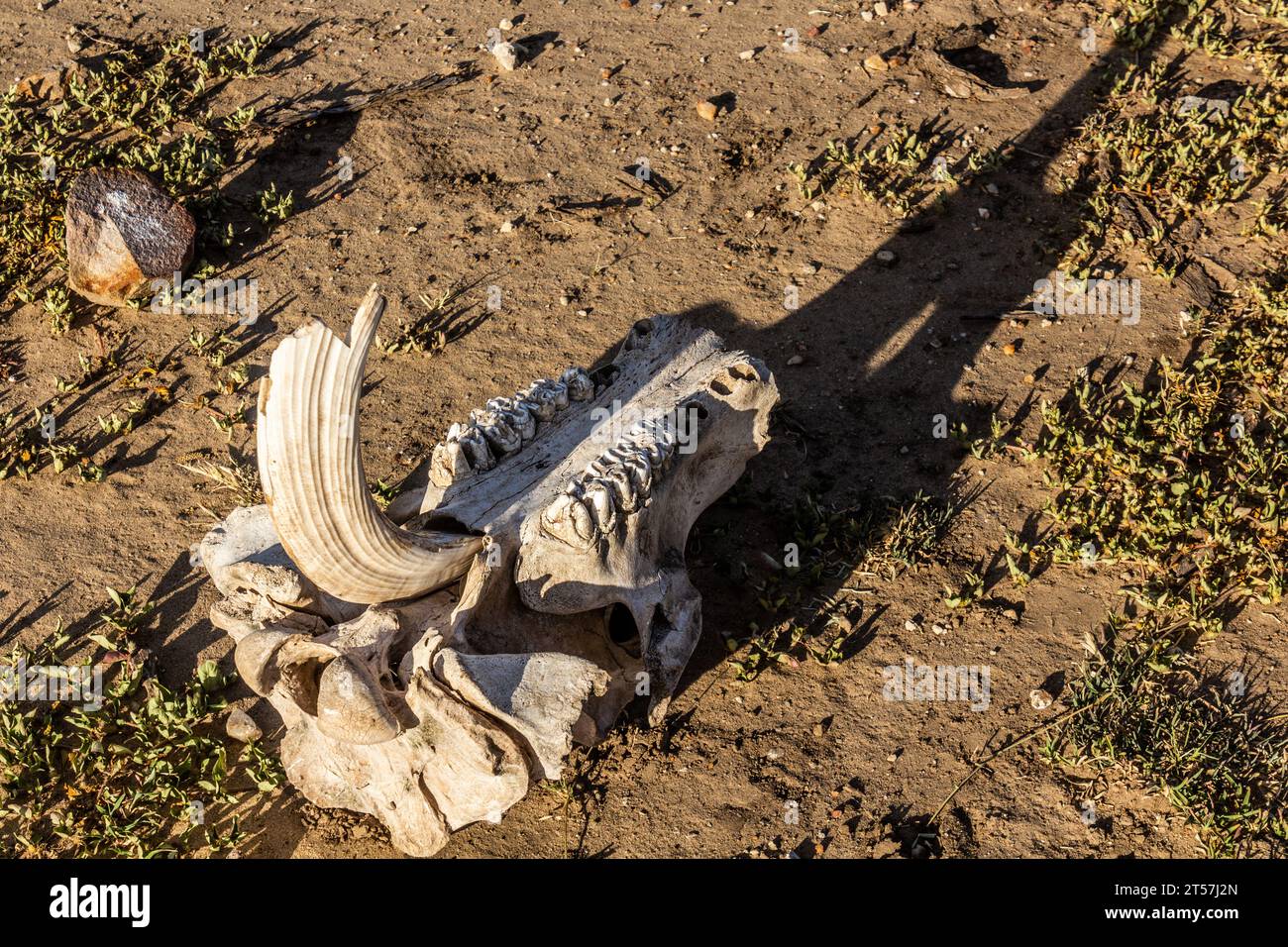 Detail of hippo skull near Masai Mara National Reserve, Kenya Stock Photo