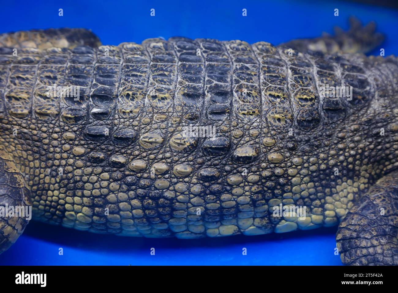 Alligator back close-up Stock Photo