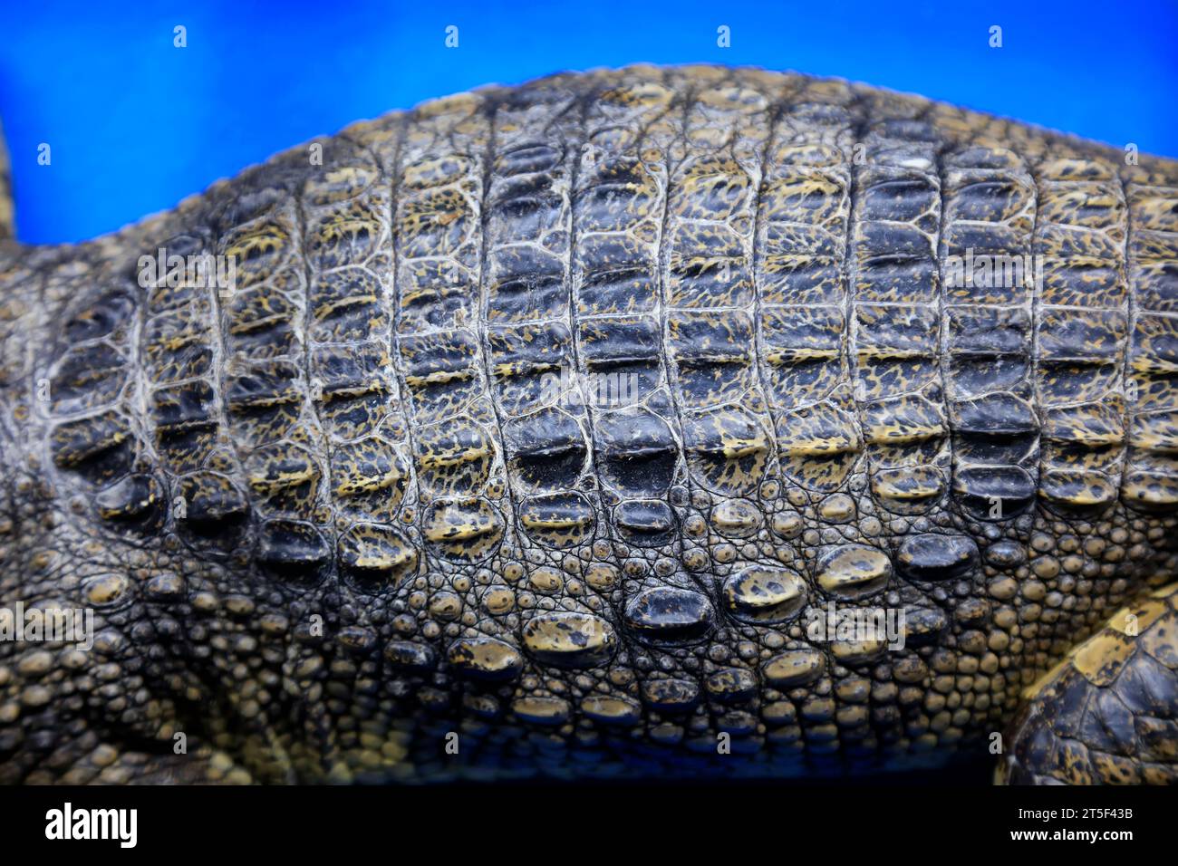 Alligator back close-up Stock Photo