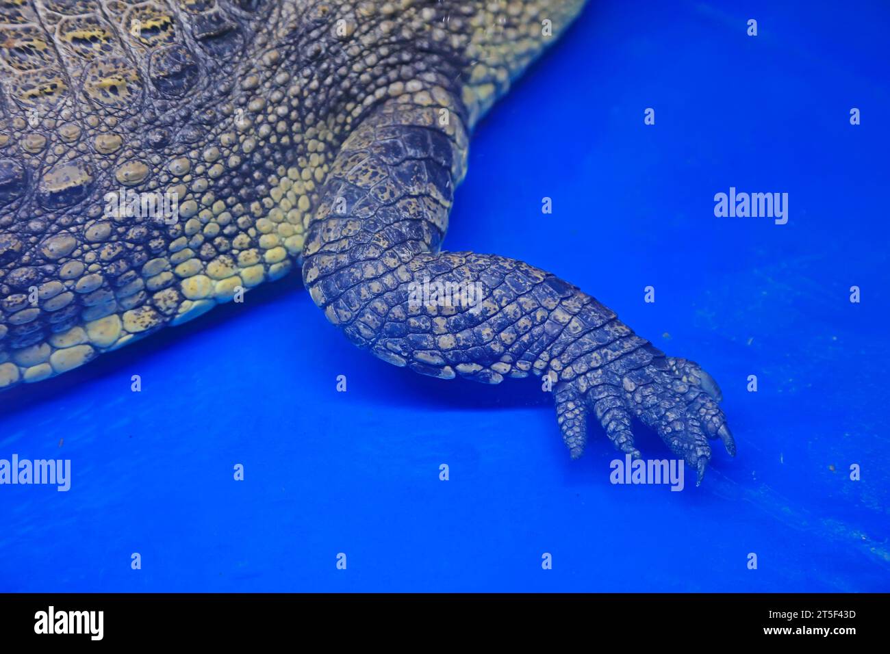 Chinese alligator claws Stock Photo