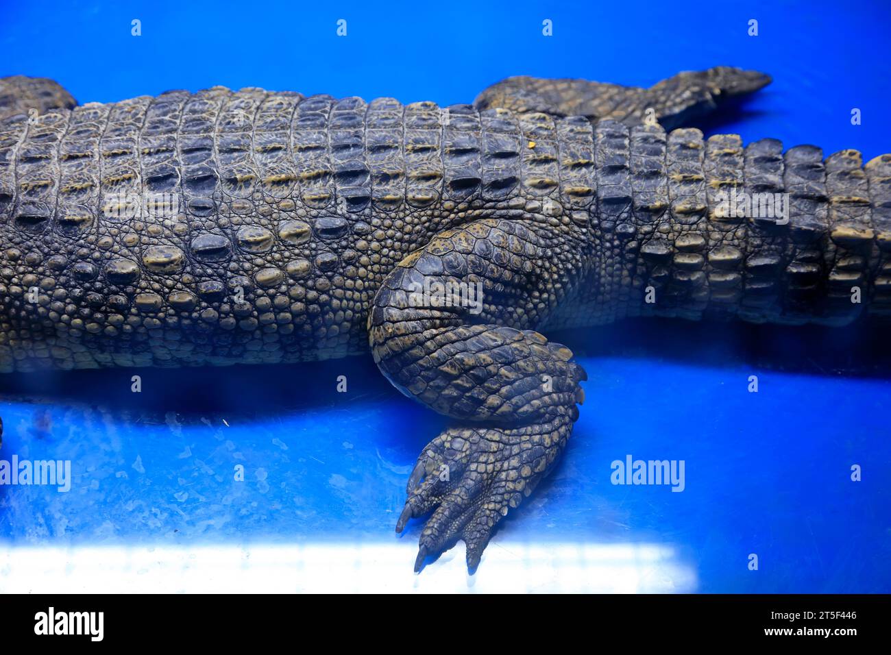 Alligator back close-up Stock Photo