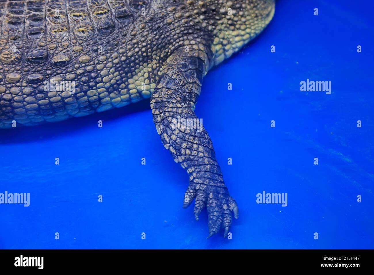 Chinese alligator claws Stock Photo