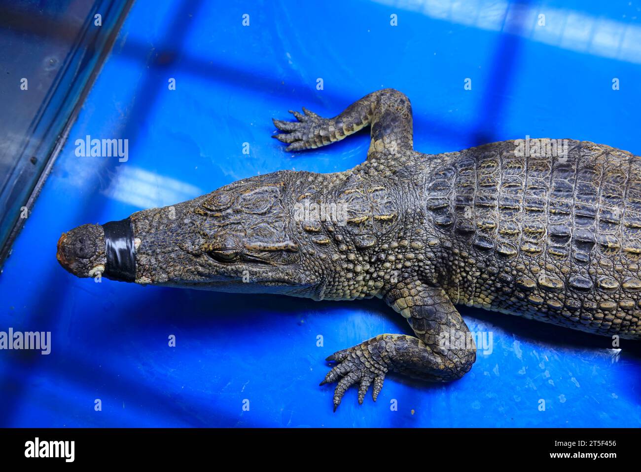 Chinese alligator head Stock Photo