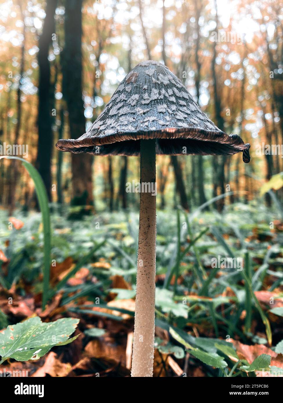 Tall mushroom with thin leg in fallen leaves of autumn forest. Autumn landscape. Blurred background Stock Photo