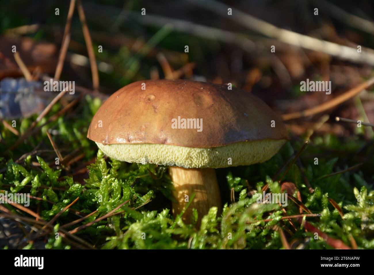 Single Bay Bolete. Imleria badia Mushroom Standing Tall in Mossy Surroundings. Stock Photo