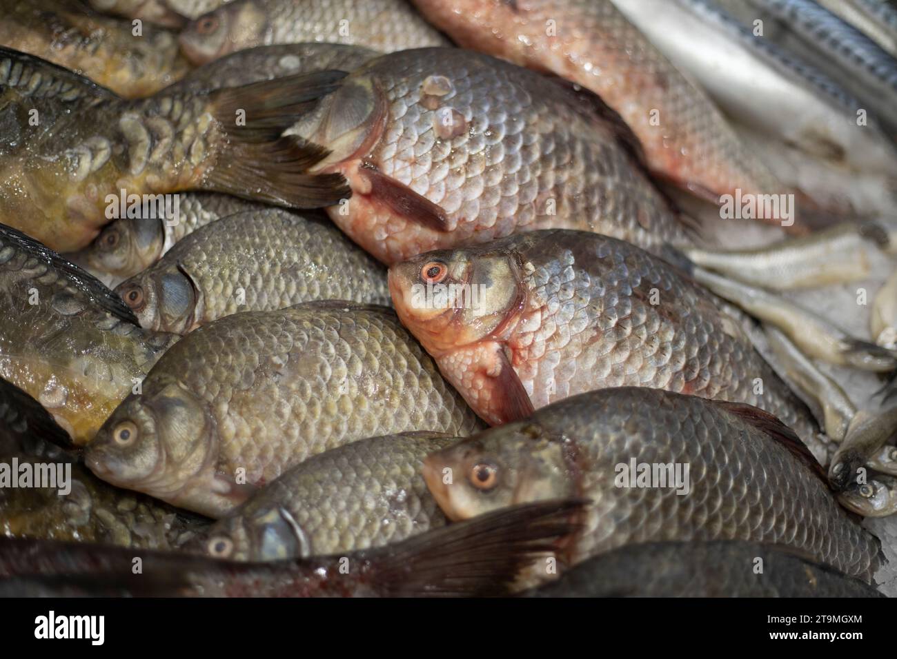 Fish on the counter. Sale of fish. Silvery scales. Frozen product. Stock Photo