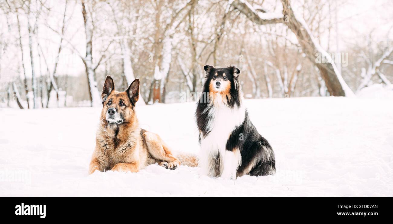 Funny Young Shetland Sheepdog, Sheltie, Collie And German Shepherd Dog Resting In Snowy Winter Forest After Leisure Game. Alsatian Wolf Dog. Concept Stock Photo