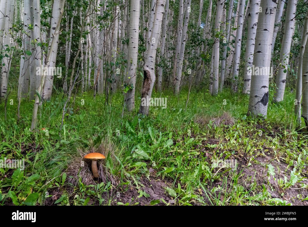 A scenic view of a mushroom in a lush forest setting Stock Photo