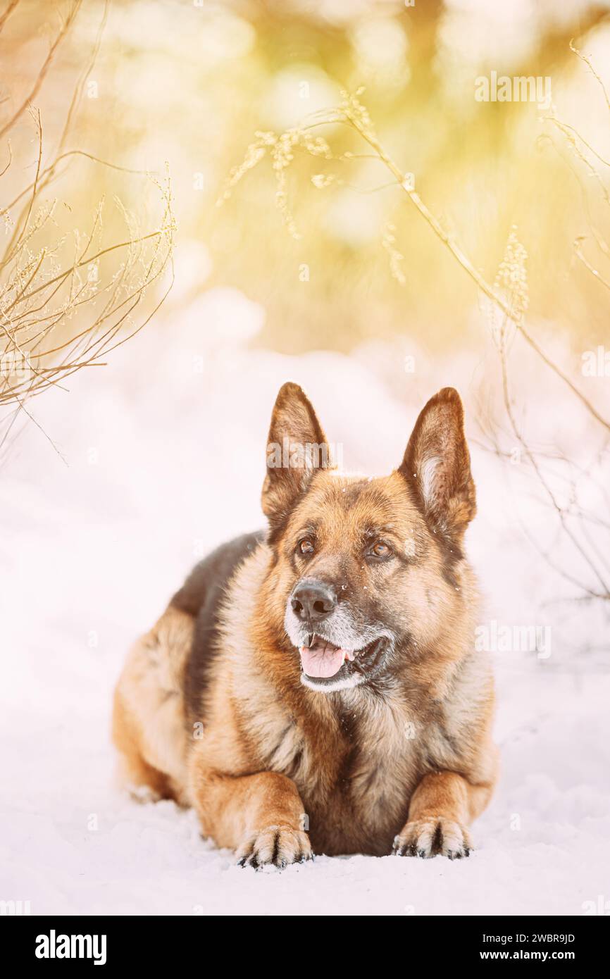 Funny Curious Young Shetland Sheepdog, Sheltie, Collie And German Shepherd Dog Resting In Snowy Winter Forest After Leisure Game. Alsatian Wolf Dog Stock Photo