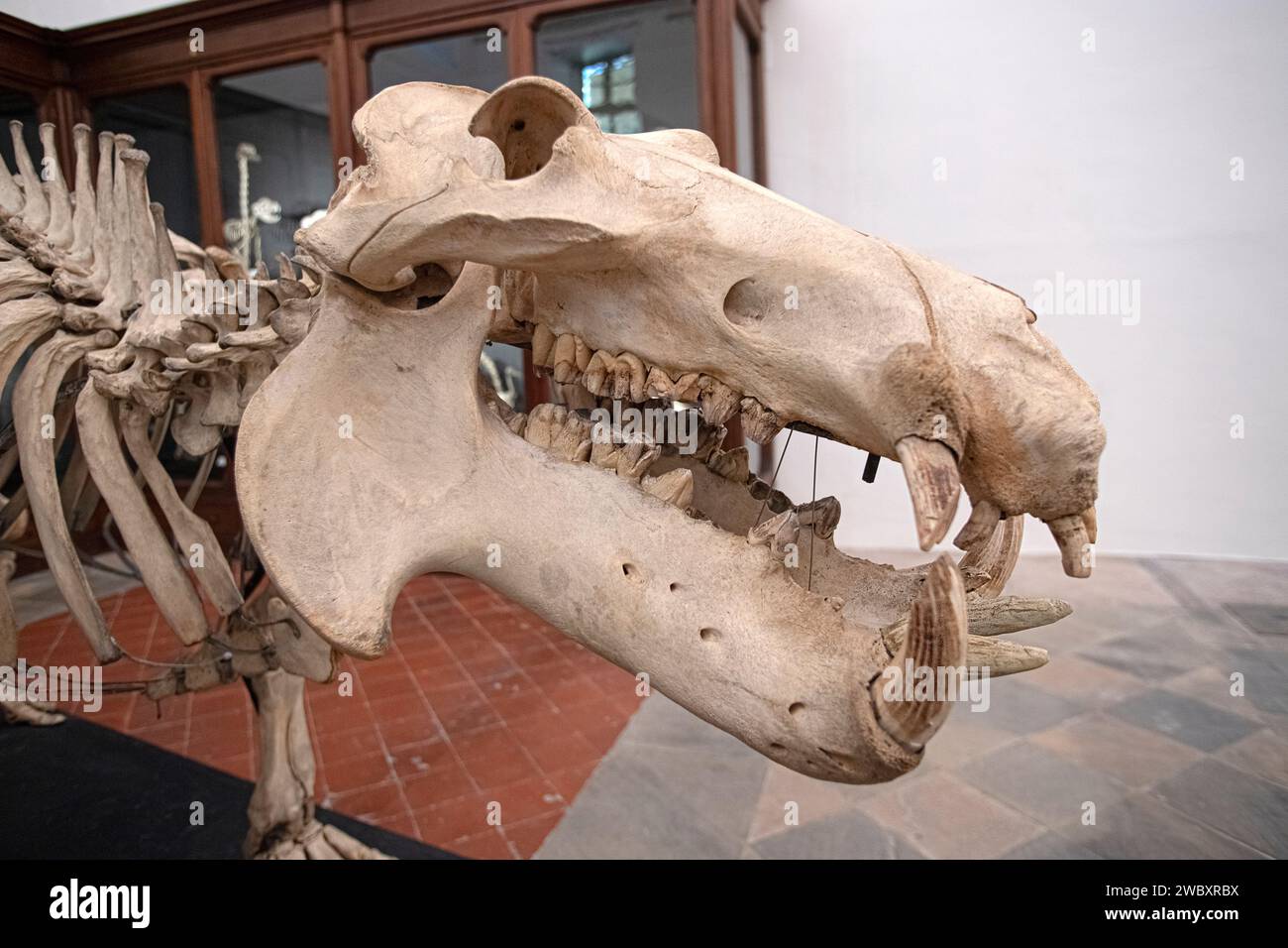 Italy Piedmont Turin The Regional Museum of Natural Sciences - Skeleton of Hippopotamus Amphibius, Hippopotamus -Head Credit: Realy Easy Star/Alamy Live News Stock Photo