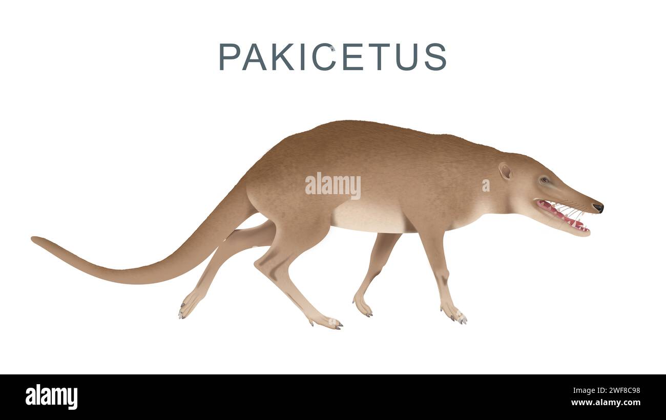 Pakicetus-Walking Whale Ancestor Stock Photo