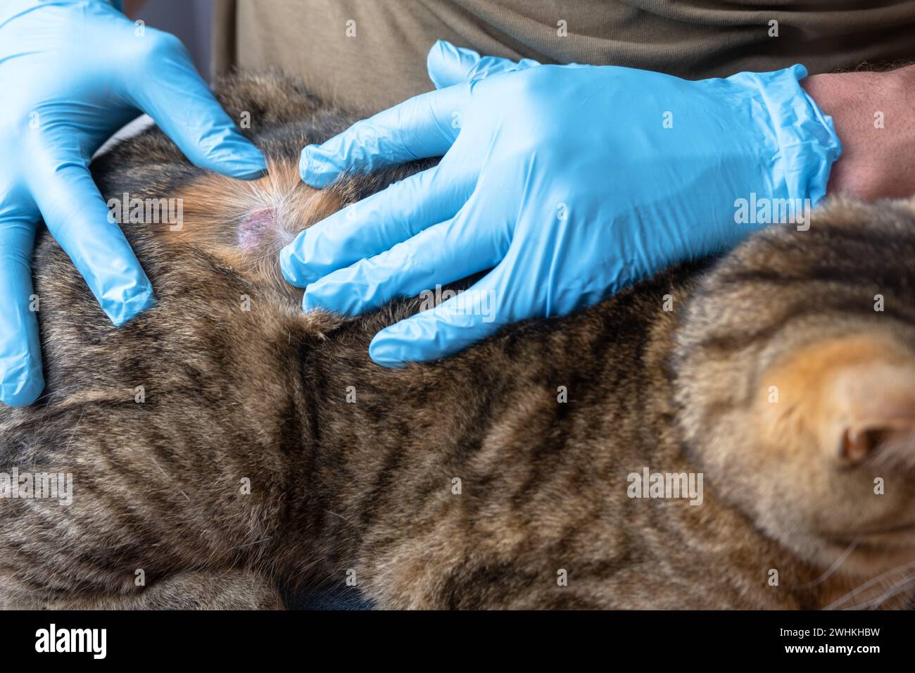 The fungal disease lichen in a cat under the coat is a dry crust of sores with hair loss. Veterinarian's hands in gloves, wound Stock Photo