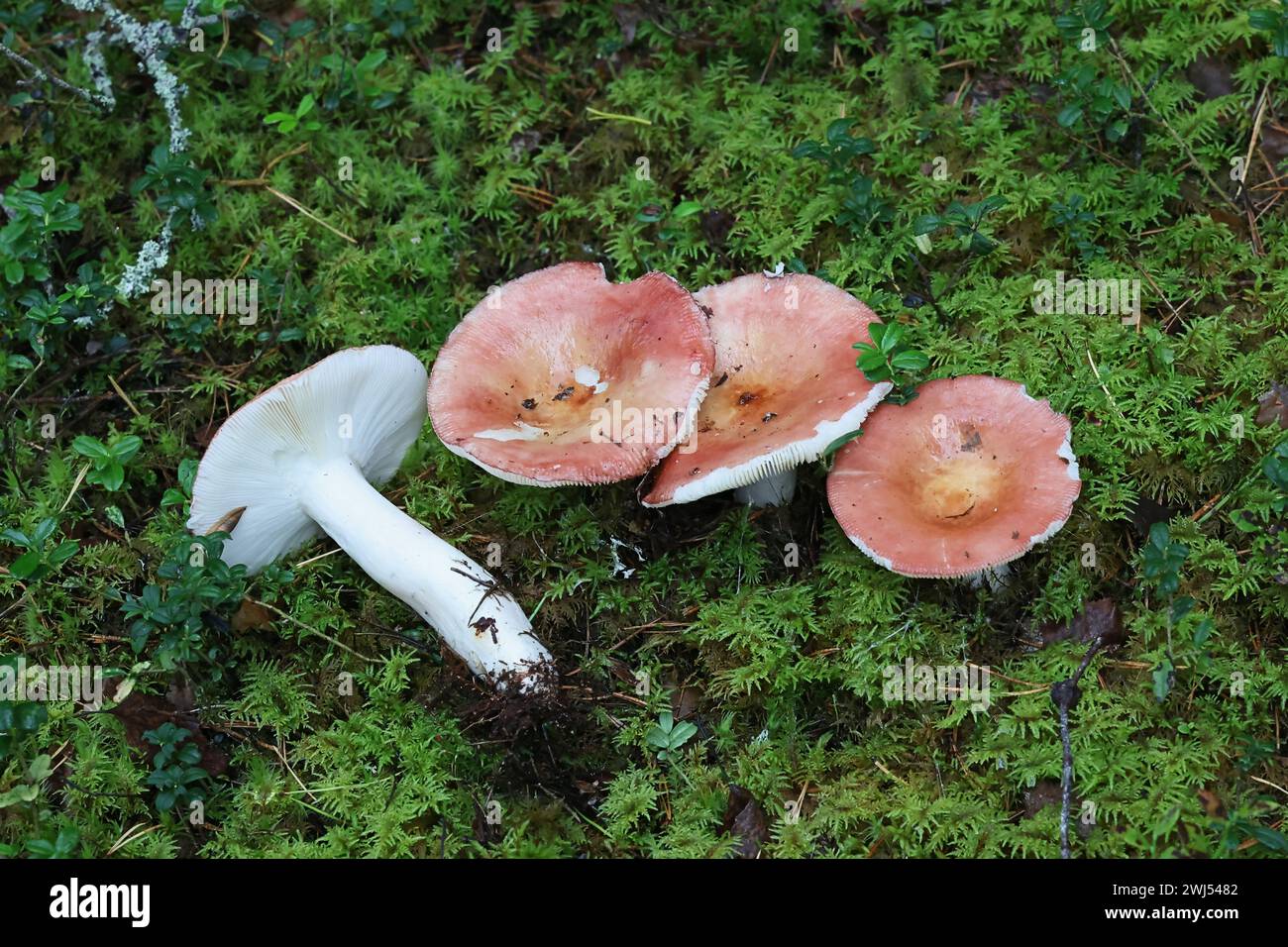 Russula paludosa, known as the tall russula or hintapink brittlegill, a delicious wild mushroom from Finland Stock Photo